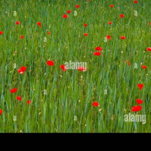 Field with scattered red poppies growing among wheat, creating a natural pattern of vibrant color against green.