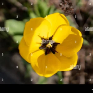 A close-up of a yellow tulip in bloom viewed from above.