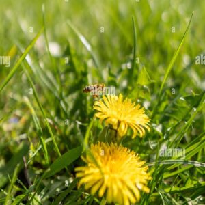 Honey bee hovering over yellow dandelion flower in green grass on a sunny spring day.