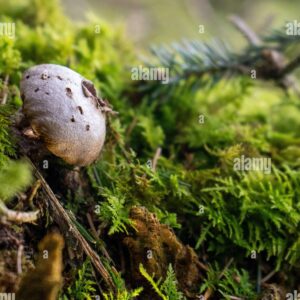 Close-up of a puffball mushroom growing among green moss on a forest floor.