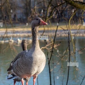 A greylag goose standing on the ground near a pond with bare trees in the background.