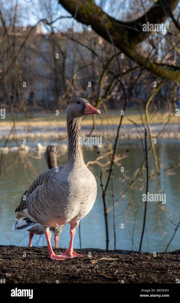 A greylag goose standing on the ground near a pond with bare trees in the background.