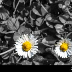 Two daisies with yellow centers and white petals against a black and white background of leaves.