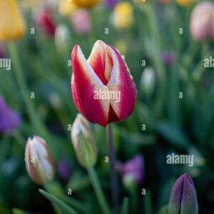 A red and white tulip bud in focus with blurred yellow and purple tulips in the background.