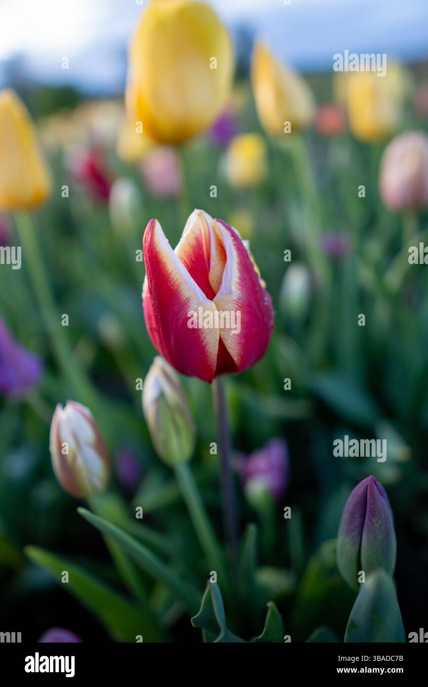 A red and white tulip bud in focus with blurred yellow and purple tulips in the background.
