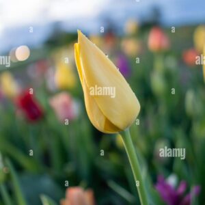 A yellow tulip bud with water droplets in focus, with blurred colorful tulips in the background.
