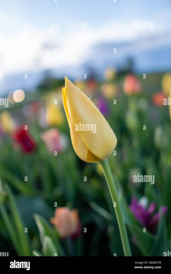 A yellow tulip bud with water droplets in focus, with blurred colorful tulips in the background.