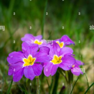 Close-up of purple primrose flowers with yellow centers growing in grass.