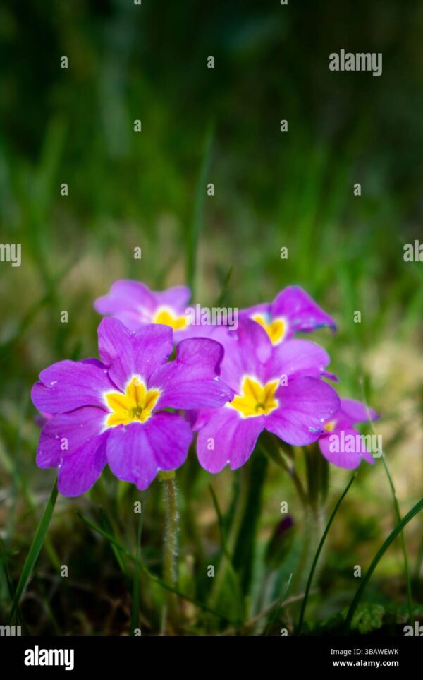 Close-up of purple primrose flowers with yellow centers growing in grass.