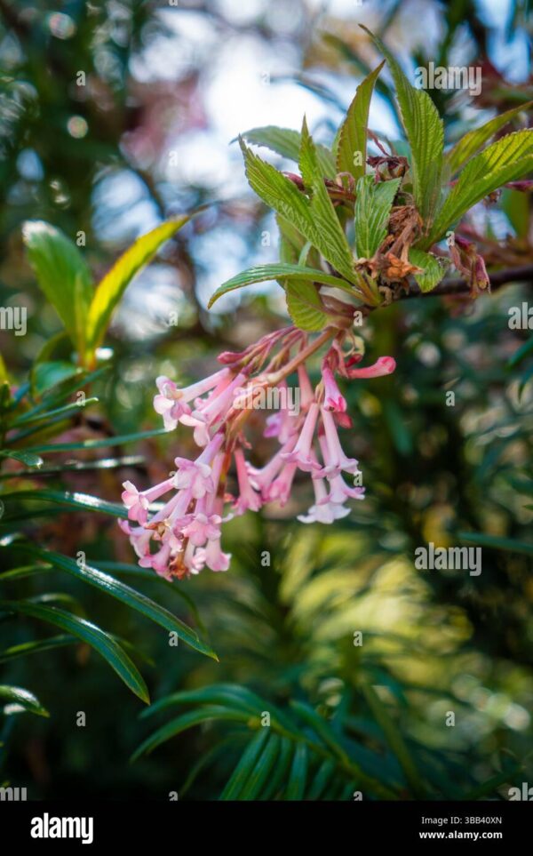 Close-up of pink tubular flowers with green leaves against a blurred garden background.