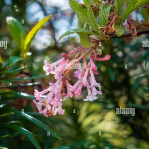 Close-up of pink tubular flowers with green leaves against a blurred garden background.