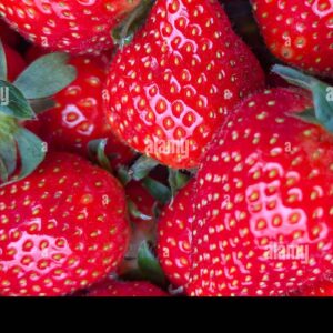 Close-up of fresh ripe strawberries with green leaves.