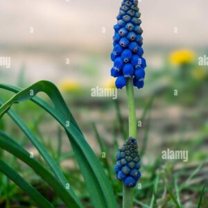 Close-up of a grape hyacinth (Muscari) flower blooming in spring with green leaves and blurred background.