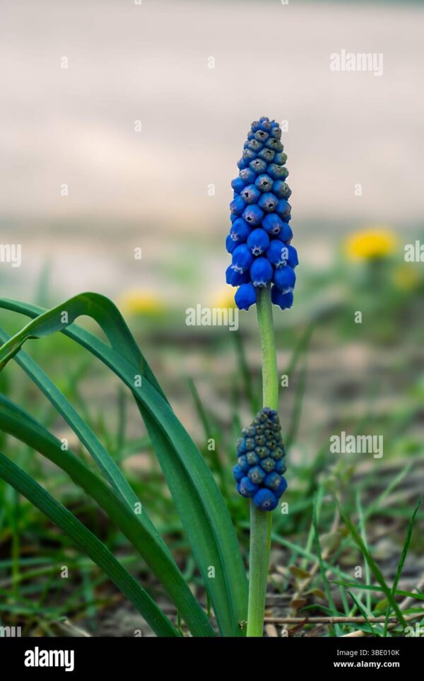 Close-up of a grape hyacinth (Muscari) flower blooming in spring with green leaves and blurred background.