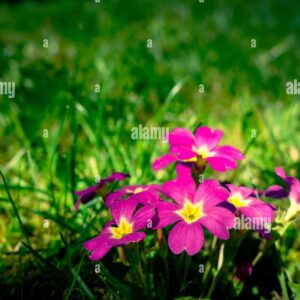 Bright pink primrose flowers with yellow centers blooming in green grass.
