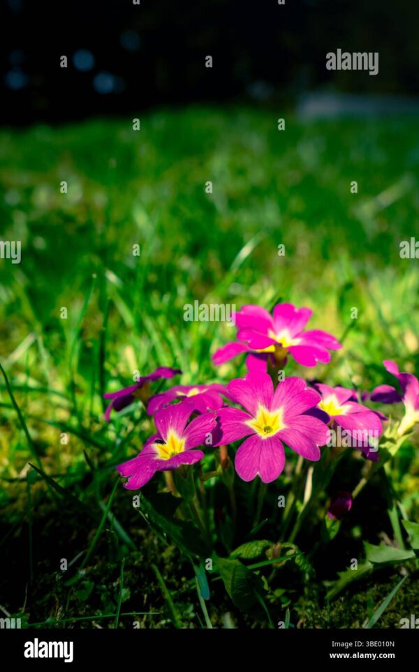 Bright pink primrose flowers with yellow centers blooming in green grass.