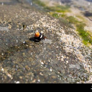 A hermit crab with an orange shell on a wet rock near sand and algae.