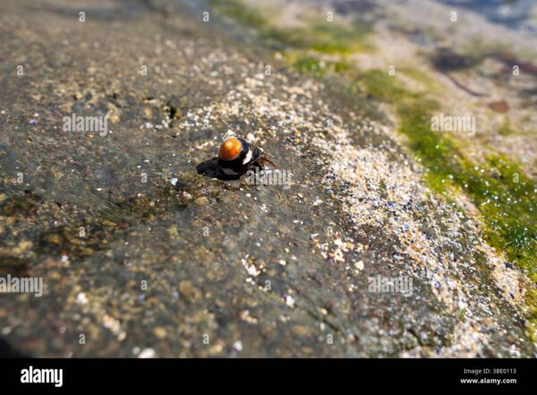 A hermit crab with an orange shell on a wet rock near sand and algae.