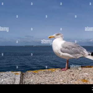 A seagull standing on a stone pier by the sea under a clear blue sky.