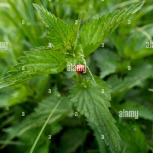 Red ladybug crawling on a green nettle leaf, surrounded by lush foliage in soft focus.