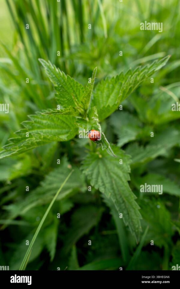 Red ladybug crawling on a green nettle leaf, surrounded by lush foliage in soft focus.
