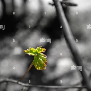 A young green leaf sprouting from a branch with a blurred black and white background.