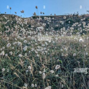 Close-up of fluffy wild grasses on a hillside under a blue sky with scattered clouds.