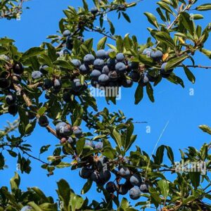Clusters of ripe wild plums hanging from branches with green leaves against a bright blue sky.