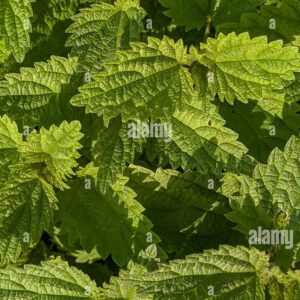 Close-up view of green stinging nettle leaves in sunlight.