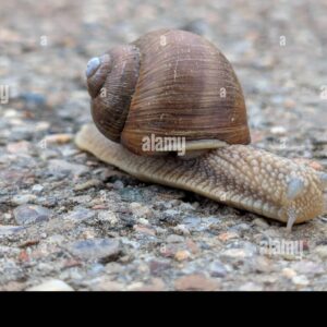 Close-up of a Roman snail (Helix pomatia) crawling on a gravel path.