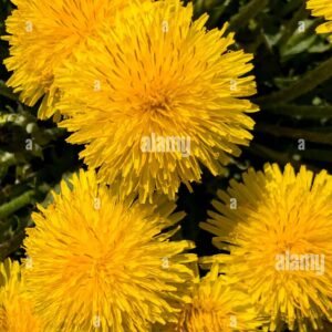 Bright yellow dandelion flowers in full bloom, photographed in close-up under sunlight.
