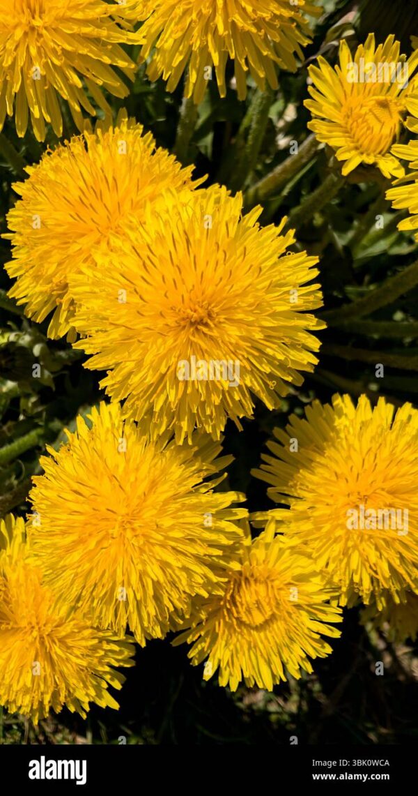 Bright yellow dandelion flowers in full bloom, photographed in close-up under sunlight.