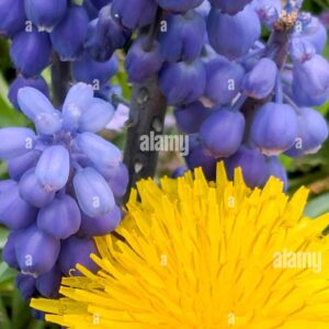 Close-up of a bright yellow dandelion flower next to clusters of purple grape hyacinth blossoms.