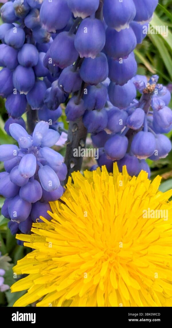 Close-up of a bright yellow dandelion flower next to clusters of purple grape hyacinth blossoms.