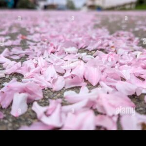 Pink flower petals scattered across a paved street in spring.