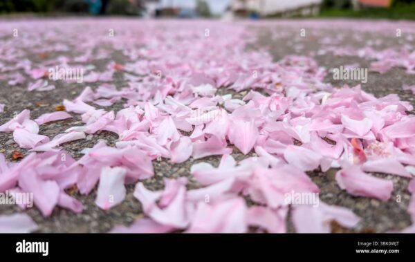 Pink flower petals scattered across a paved street in spring.