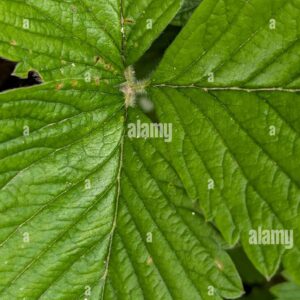 Close-up of a large green leaf with prominent veins and fine surface texture.