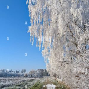 Frost-covered trees along a rural path under a clear blue sky in winter.