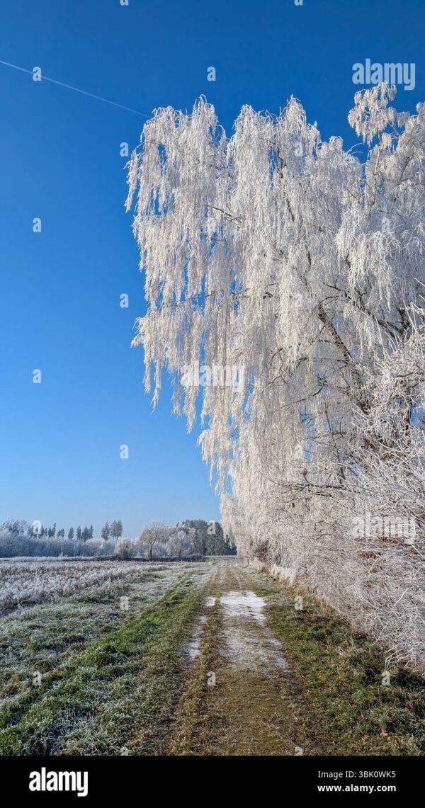 Frost-covered trees along a rural path under a clear blue sky in winter.