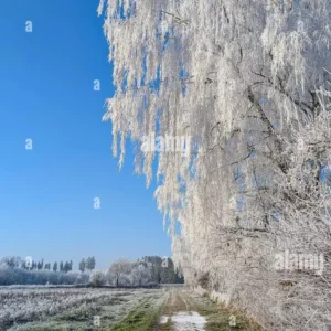 Frost-covered trees along a rural path under a clear blue sky in winter.