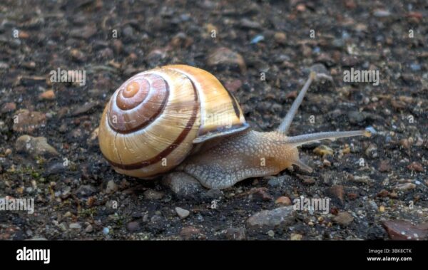 A brown-banded snail crawling on a rough surface with its antennae extended.