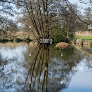 Bare trees reflected in a calm pond on a clear day.