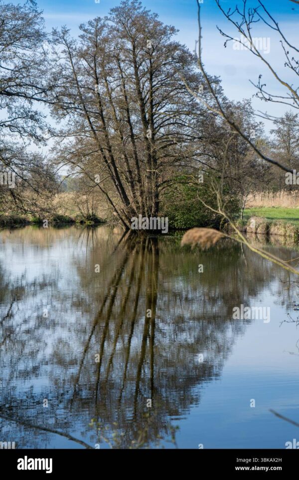 Bare trees reflected in a calm pond on a clear day.