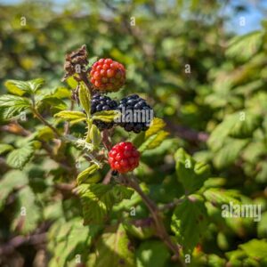 Close-up of ripening blackberries on a bush with green leaves under a clear blue sky.