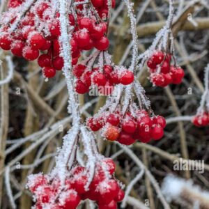 Clusters of red berries covered in frost on winter branches.