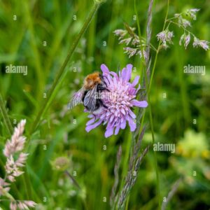 A bumblebee feeding on a purple wildflower in a meadow.