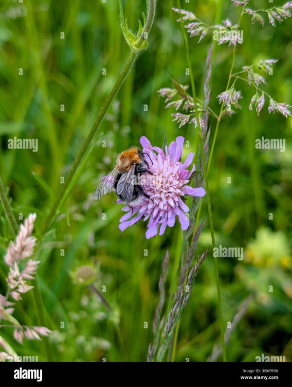 A bumblebee feeding on a purple wildflower in a meadow.