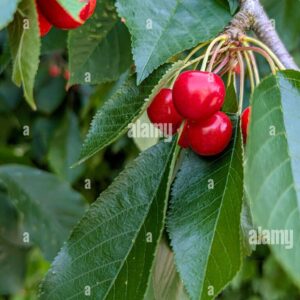 Ripe red cherries hanging from a branch among green leaves.