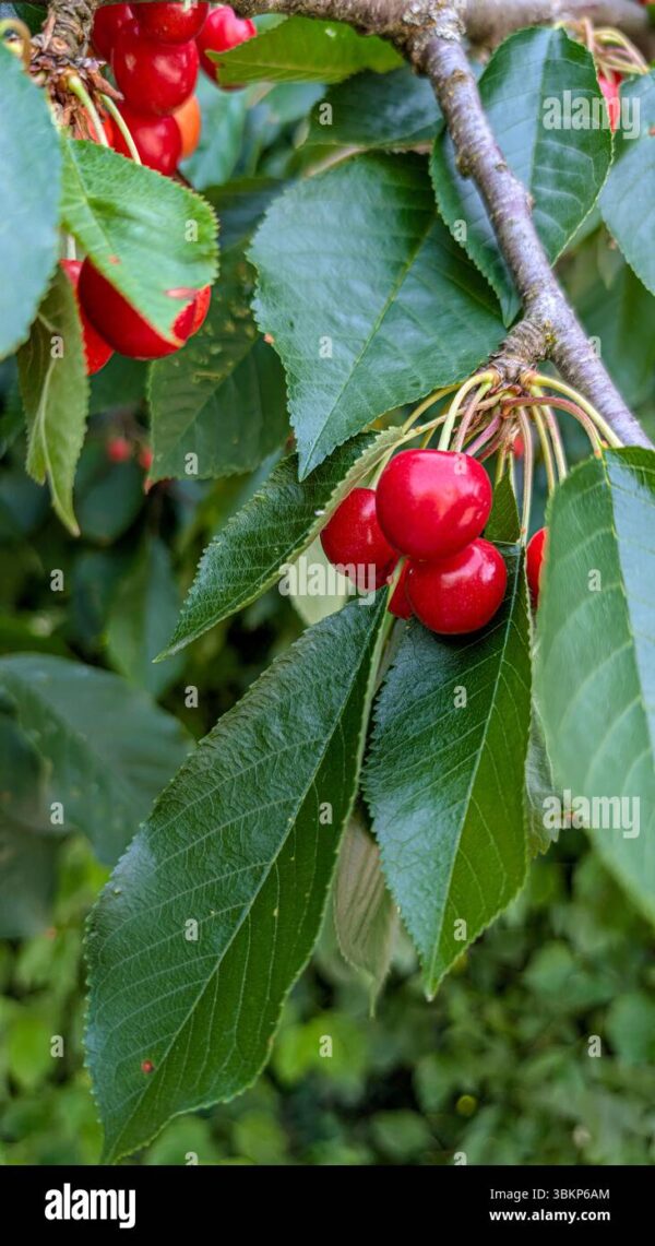 Ripe red cherries hanging from a branch among green leaves.