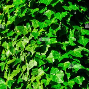 Close-up view of vibrant green ivy leaves covering a surface, forming a dense natural texture.